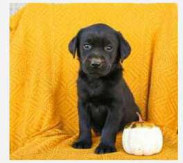 Labrador Retriever Puppy for sale in Springfield, MA, USA