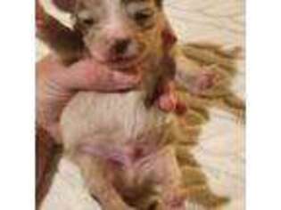 Chihuahua Puppy for sale in Newark Valley, NY, USA