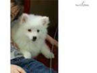 American Eskimo Dog Puppy for sale in Tyler, TX, USA