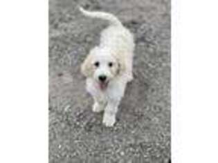 Mutt Puppy for sale in Frederick, SD, USA