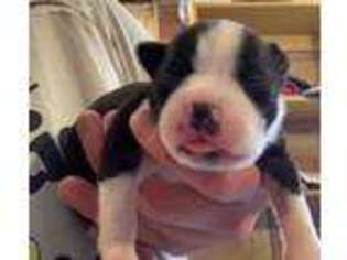 Boston Terrier Puppy for sale in Binghamton, NY, USA