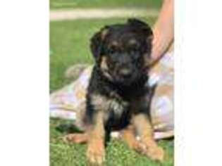 German Shepherd Dog Puppy for sale in Ashland, OH, USA