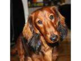 Dachshund Puppy for sale in Cos Cob, CT, USA