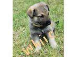 German Shepherd Dog Puppy for sale in Milledgeville, GA, USA