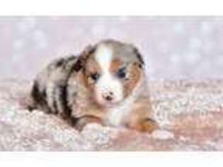 Miniature Australian Shepherd Puppy for sale in Stigler, OK, USA