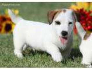 Jack Russell Terrier Puppy for sale in Henrietta, TX, USA