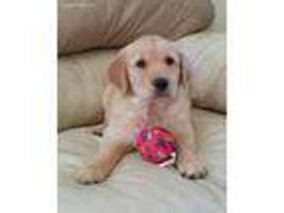 Golden Retriever Puppy for sale in Riverdale, MI, USA