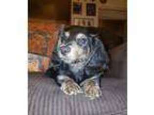 Dachshund Puppy for sale in El Mirage, AZ, USA