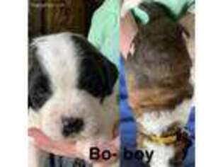 Saint Bernard Puppy for sale in Washington, MO, USA
