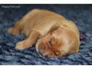 Medium Photo #1 Golden Retriever Puppy For Sale in Grove City, MN, USA