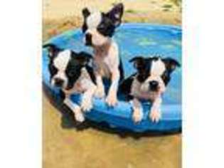 Boston Terrier Puppy for sale in PIKEVILLE, NC, USA