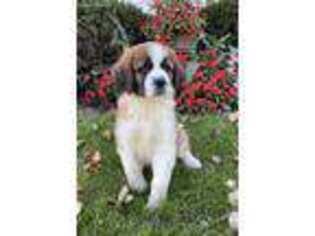Saint Bernard Puppy for sale in Sturgis, MI, USA