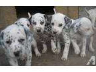 Dalmatian Puppy for sale in BROAD BOTTOM, KY, USA