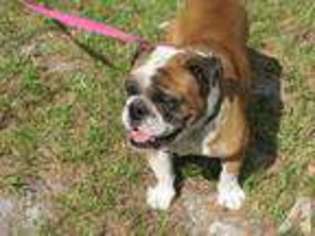 Bulldog Puppy for sale in O BRIEN, FL, USA