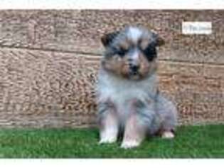 Australian Shepherd Puppy for sale in Fort Wayne, IN, USA