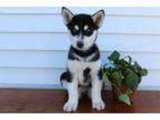 Siberian Husky Puppy for sale in Rochester, IN, USA