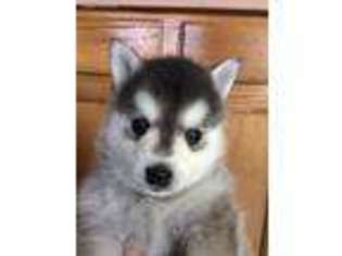 Alaskan Klee Kai Puppy for sale in Cheyenne, WY, USA