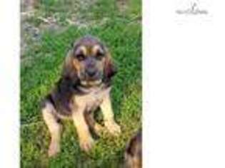Bloodhound Puppy for sale in Peoria, IL, USA