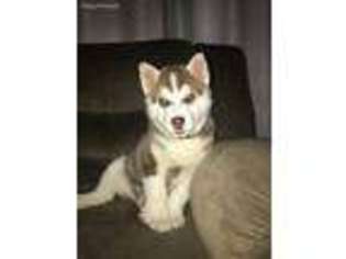 Siberian Husky Puppy for sale in Frankfort, KY, USA