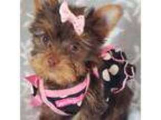 Yorkshire Terrier Puppy for sale in Riverside, CA, USA