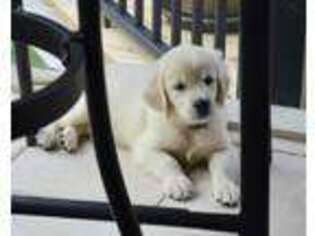 Mutt Puppy for sale in Marion, NC, USA
