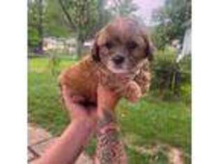 Shih-Poo Puppy for sale in Independence, MO, USA