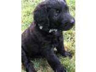 Goldendoodle Puppy for sale in Stow, OH, USA