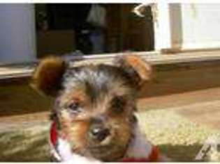Yorkshire Terrier Puppy for sale in PIGEON FORGE, TN, USA