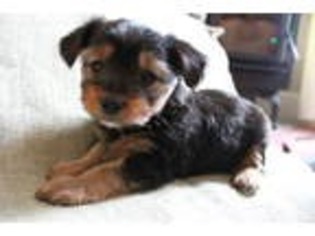 Shorkie Tzu Puppy for sale in Reedsville, PA, USA