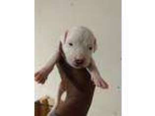 Dogo Argentino Puppy for sale in Subiaco, AR, USA