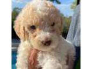 Goldendoodle Puppy for sale in Georgetown, SC, USA