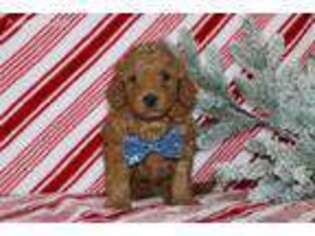 Goldendoodle Puppy for sale in Etna Green, IN, USA