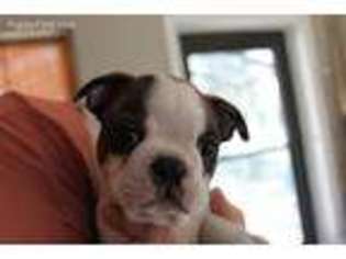 Boston Terrier Puppy for sale in Port Orange, FL, USA