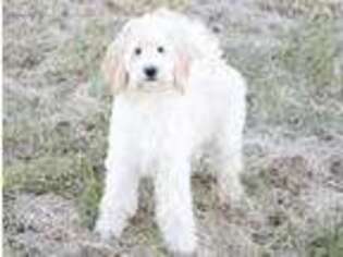 Goldendoodle Puppy for sale in Pella, IA, USA