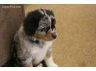 Miniature Australian Shepherd Puppy for sale in Nocona, TX, USA
