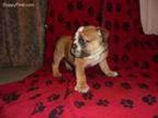 Bulldog Puppy for sale in Inola, OK, USA