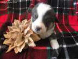 Pembroke Welsh Corgi Puppy for sale in Auburn, IN, USA