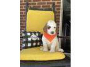 Goldendoodle Puppy for sale in Walnut Cove, NC, USA