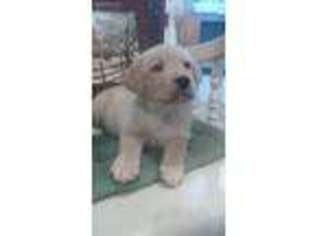 Labrador Retriever Puppy for sale in Pittsburg, TX, USA