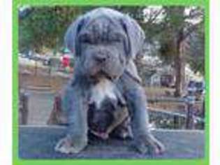 Neapolitan Mastiff Puppy for sale in Caliente, CA, USA