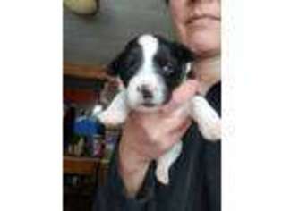 Mutt Puppy for sale in Argyle, IA, USA