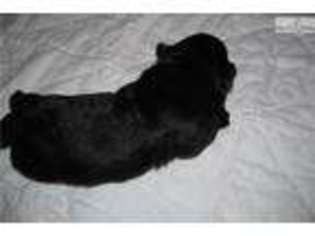 Scottish Terrier Puppy for sale in Decatur, AL, USA