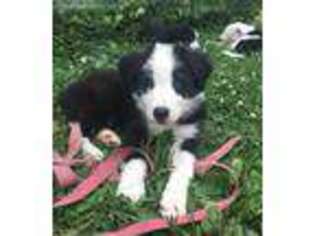 Border Collie Puppy for sale in Crete, IL, USA