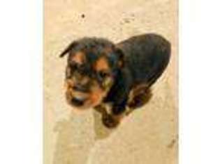 Airedale Terrier Puppy for sale in Millerton, PA, USA