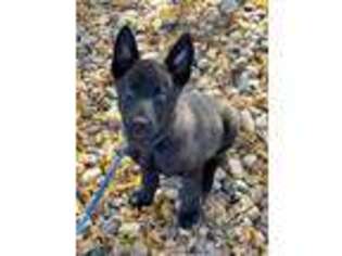 Belgian Malinois Puppy for sale in San Luis, CO, USA