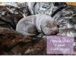 Labrador Retriever Puppy for sale in Mexico, MO, USA