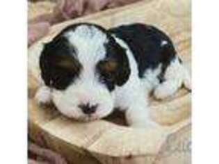 Cavapoo Puppy for sale in Elizabethtown, KY, USA