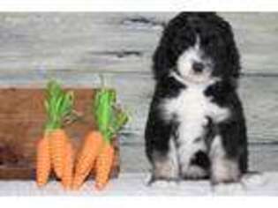 Old English Sheepdog Puppy for sale in Lowry City, MO, USA