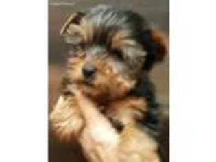 Yorkshire Terrier Puppy for sale in Upland, CA, USA