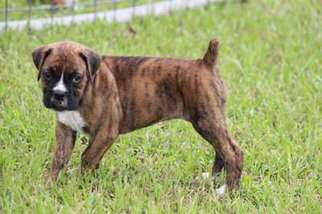 Boxer Puppy for sale in Beaumont, TX, USA
